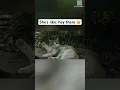 Download Lagu The cat really said hello 🥹 #shorts #cat #catlovers
