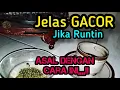 Download Lagu Jangan Asal ngasih kacang hijau ,,!! Kalau belum tau CARANYA ,,,@mangoendjoyochannel8053