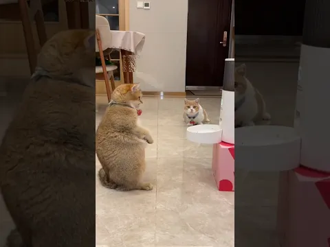 Surprise cat food