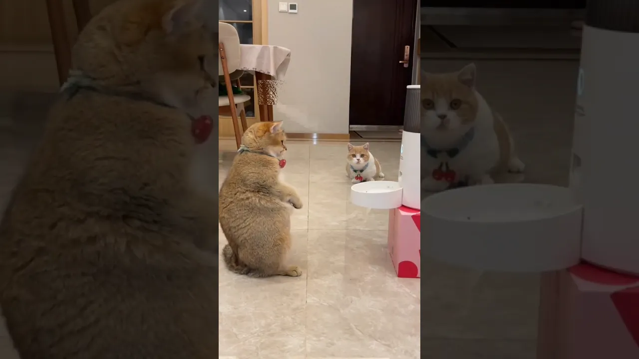 Surprise cat food