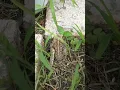 boneless toad legs