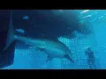 Great white shark swims into cage