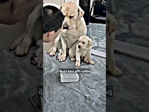 دفاع الام عن ولدها !