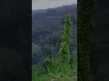 Download Lagu Suara Tonggeret hutan #nature #relaxing #suaraalam #cicadas #chill