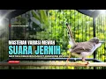 Lagu Burung Ciblek SEMI Gacor NGEBREN Untuk Pancingan Ciblek dan MASTERAN BURUNG Kesayangan Anda