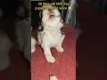 Lagu Shih Tzu puppy cute howling 🐶💕 #short  #shorts  #viral #trending #youtubeshorts