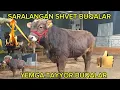 Lagu XAMADAN 500 MIHG ARZON SHVET BUQALAR YEMGA TAYYOR NARXLARDI OʻTAYAM ZUR BULDI 19 01 2026