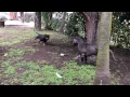 Rottweiler VS Neapolitan Mastiff playing