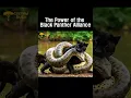 Download Lagu The Anaconda’s Fate After Attacking a Black Panther Cub