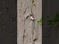 Lagu Goats lif🙏🐐🐆 #shortsvideo #eagleAdventure #cliffsideRescue #goatclimbing #wildlife #leopard