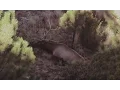 Montana Giant