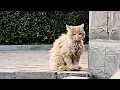 Download Lagu The stray cat knows she's unwelcome, crouching silently by the window, gazing at untouchable warmth.