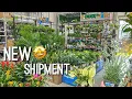 How is this plant at Lowe s Plant Deals Plant Shopping at Lowes Big Box Store