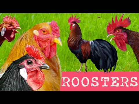 Download MP3 DIVERSITY OF CHICKENS:  65 different breeds of chickens - Comparison with crowing roosters examples