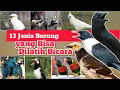 Lagu Jenis Burung yang Bisa Dilatih Bicara ‼️13 Jenis Burung