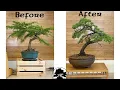 Cedar of Lebanon restyle - Greenwood Bonsai