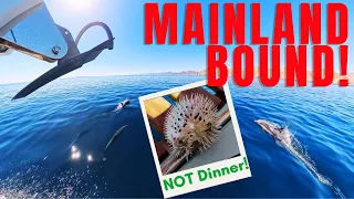 THE VOYAGE DOWN MEXICO’S BAJA BEGINS! 🇲🇽 (and a puffer fish incident! 🐡)