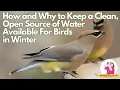 How and Why to Keep a Source of Clean Open Water For Birds in Winter