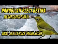 Download Lagu Panggilan pleci betina bikin jebol birahi jantan ngalas