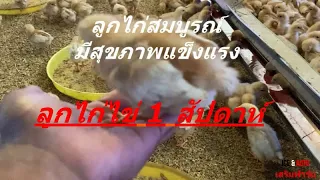 วิธีเลี้ยงไก่ไข่ที่บ้าน - เลี้ยงไก่ไข่  - วิธีเลี้ยงไก่ไข่มือไหม่ - วิธีอนุบาลลูกไก่แรกเกิด -ไก่ไข่