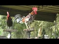 Download Lagu SUARA AYAM KETAWA FULL