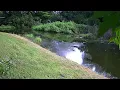 Summer Nature Ambience | Cicadas, Birds & Calm | 2 Hours