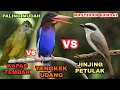 Download Lagu JINJING PETULAK, TENGKEK UDANG, KAPAS TEMBAK — Masteran Handal Paling Mudah Diingat Burung