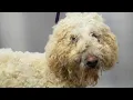 And THIS Is Why Animals Are Better Than People Meet Jack The Best Dog In The World