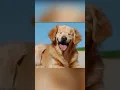 The is how animals with Down syndrome look like