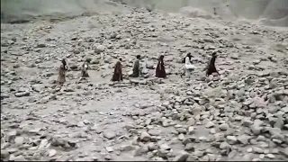 ترنيمة اب حنين وانا وياه مختصر الكلام 