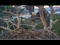 Download Lagu Shadow's Evening Visit! Looks For Sunny \u0026 Gizmo To Fly In! Twin Pines Date Night ♥ @FOBBVCAM  7.2.25