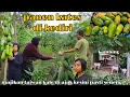 Download Lagu DI AJAK PANEN KATES KE KEBUN NYA MBAH YII KEDIRI ‼️ MAJIKAN TAIWAN KALO DI AJAK PASTIII BAHAGIA 