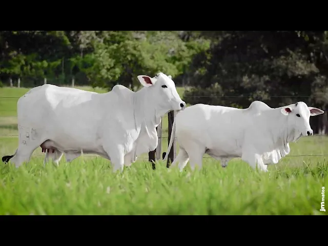 Novilha Nelore AFOM - 4742