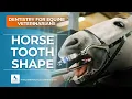 Horse Tooth Shape Reliable Guide to Aging Horses