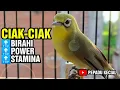 Lagu Ciak Ciak Kecial Kuning Banyak Manfaat.!!! | PEPADU KECIAL