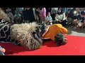 Download Lagu BARONGAN MANAK‼️ Ngesti Wargo Budoyo Live Krajan Kulon Sambungsari Weleri Babak Malam Agustusan 2025