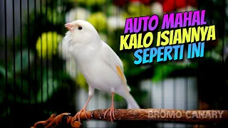 masteran yang bikin mahal kenari gacor isian jalak suren