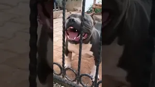 اسمع صوت الكلب كلب بيتبول شرس كلب يعض صاحبه Youtubeshorts 