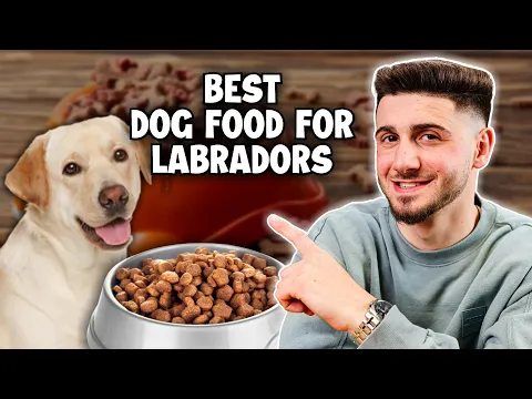 Download MP3 Top 3 Best Dog Foods for Labradors