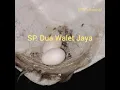 Download Lagu suara walet open protect SP. Dua Walet Jaya - suara walet china