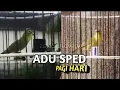 Download Lagu MASTERAN KECIAL KUNING | ADU SPED GACOR NGEJOS PAGI HARI | UNTUK PANCINGAN TERBAIK KECIAL KUNING