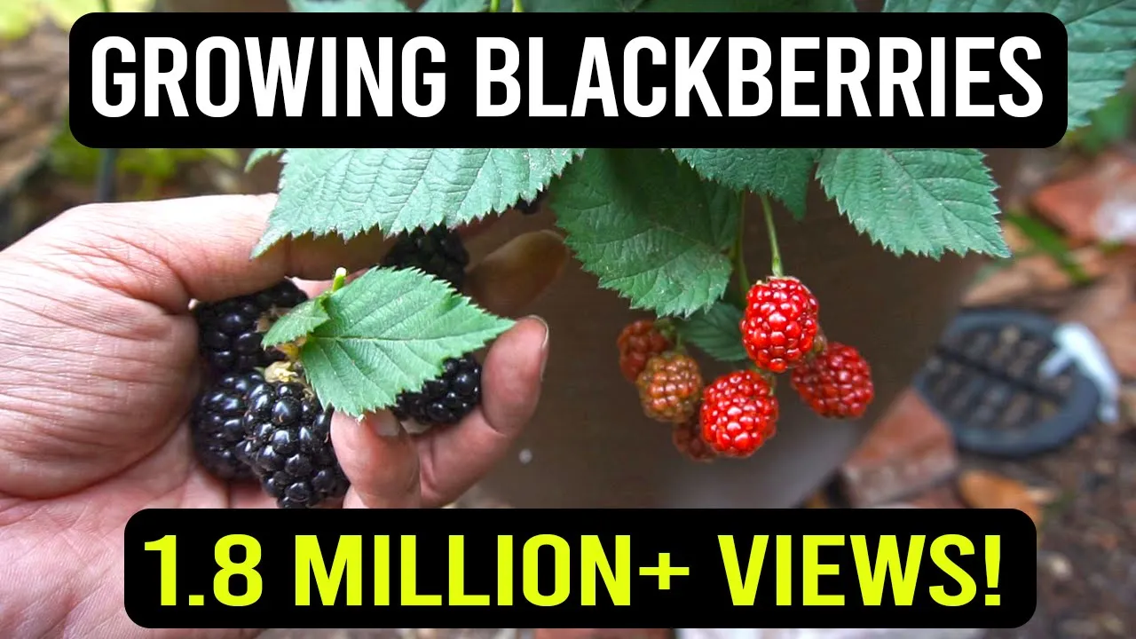 How to prune Thornless Blackberries