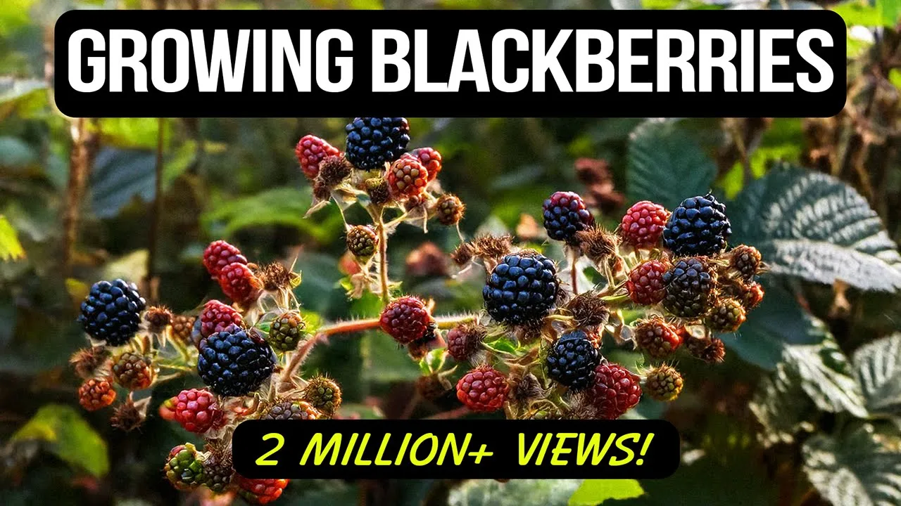 How to prune Thornless Blackberries