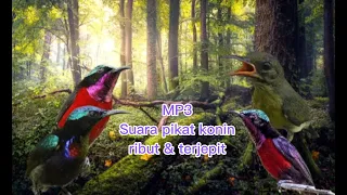 Download suara pikat konin ribut \u0026 terjepit terbaru 2023 MP3