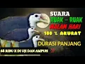 Download Lagu AUDIO * PIKAT BURUNG RUAK2 DI MALAM HARI AMPUH DURASI 2 JAM MANTAP