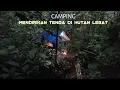 Download Lagu CAMPING HUJAN GERIMIS DI HUTAN TIDUR NYENYAK DALAM TENDA