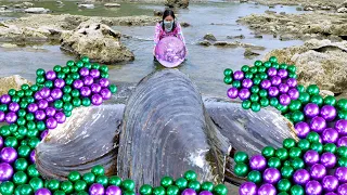 😱The girl pried open a giant clam with purple and green pearls inside, which was extremely beautiful