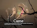 What is Came? | How Does Came Look? | How to Say Came in English?