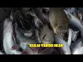 Download Lagu GULAI TABOH IKAN | JEJAK SI GUNDUL (23/09/21)