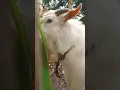Download Lagu I MISS HAVING A GOAT LIKE THIS